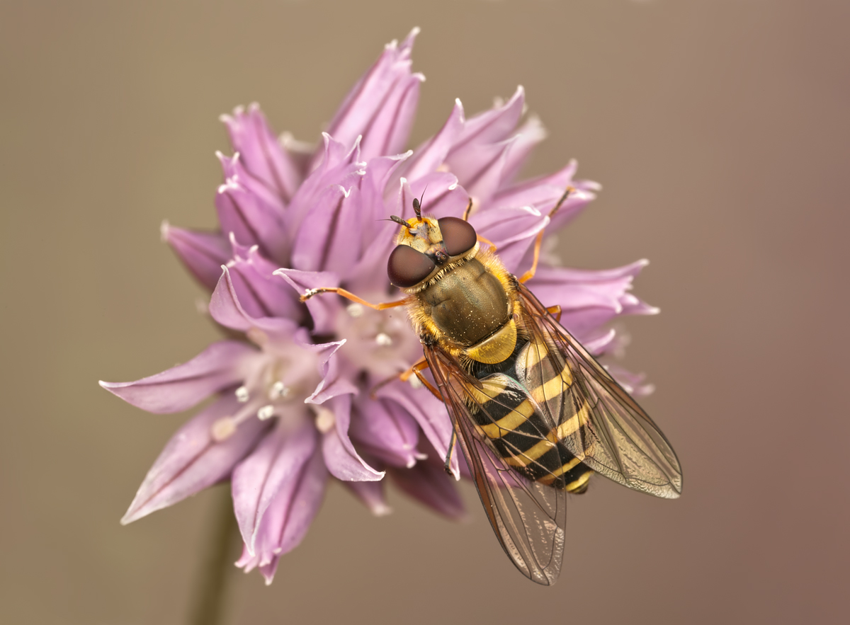 Hoverfly - Syrphus ribesii 2